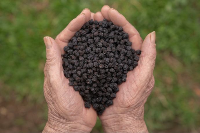 bacche di aronia essiccate